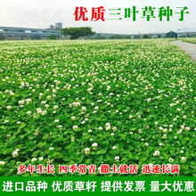 进口三叶草种子红三叶草草籽白三叶净籽四季常青园林绿化籽种包邮
