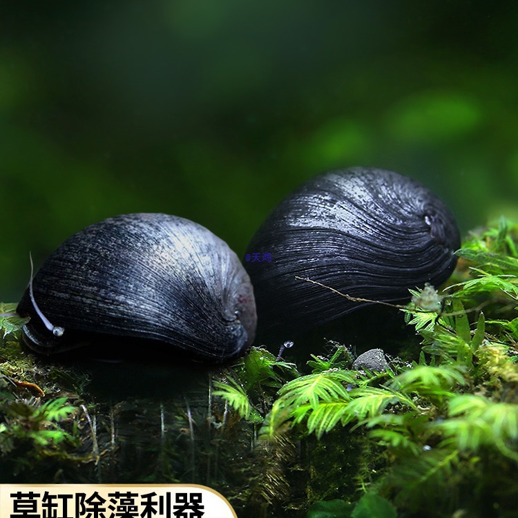 黑金刚螺观赏螺除藻清洁淡水工具螺热带鱼观赏活体宠物刷缸蜗牛螺