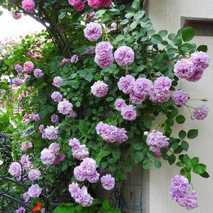 һ�����l�ٱ��{ɫ����¼���������õ�����Ի���ֲ���Nޱ����Gֲ
