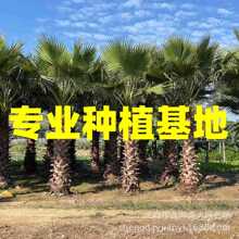 福建老人葵批发 江西上海老人葵报价 浙江华棕价格华盛顿棕榈图片