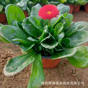 Daisy Seedlings Potted Ornamental Flower Potted Seedlings Indoor and Outdoor Easy-To-Grow Flower Plants Daisy Seedlings Park Flower Bed
