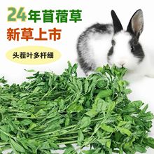 24年新草苜蓿草兔批发苜蓿草幼兔粮牧草兔饲料磨牙龙猫苜蓿干草