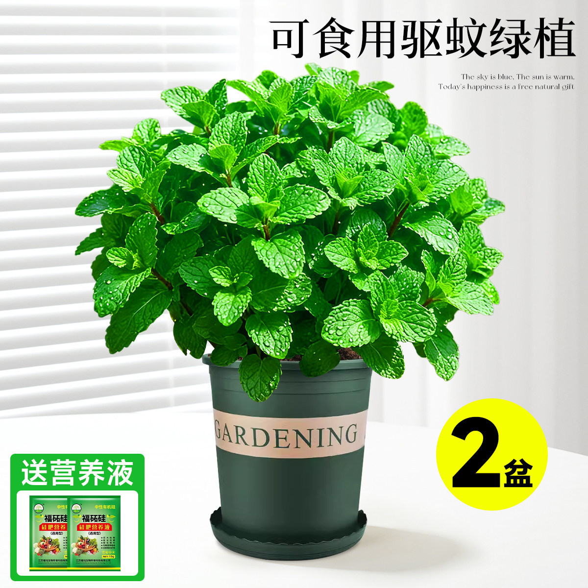 With simple planting pot