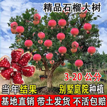 ͻ��˹ܛ��ʯ������o��ʯ��Y��������ϱ���ͥԺ�ļ��Nֲ����