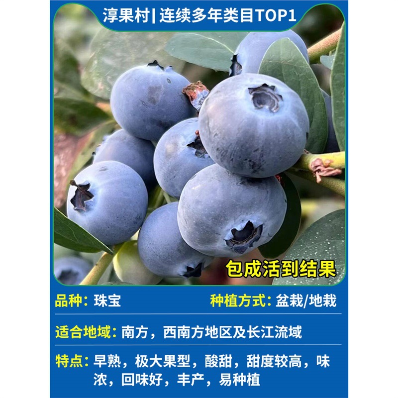 [과일이 있는 큰 모종] 보석 높이 50-60cm (운남 고품질 과일은 수확량이 많습니다)#원래 토종