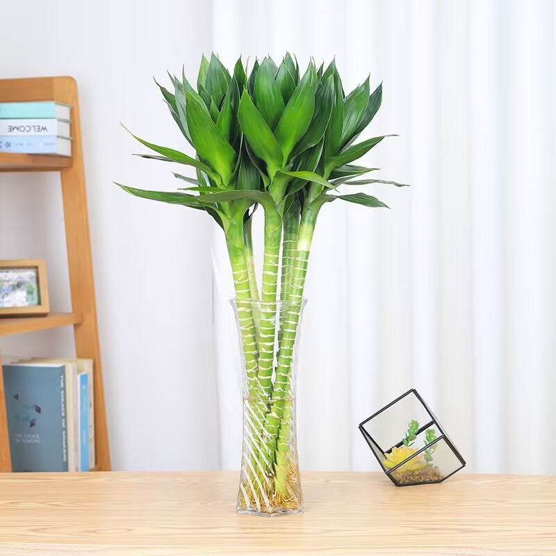 6 pieces of Wenchang Bamboo (50-60cm)