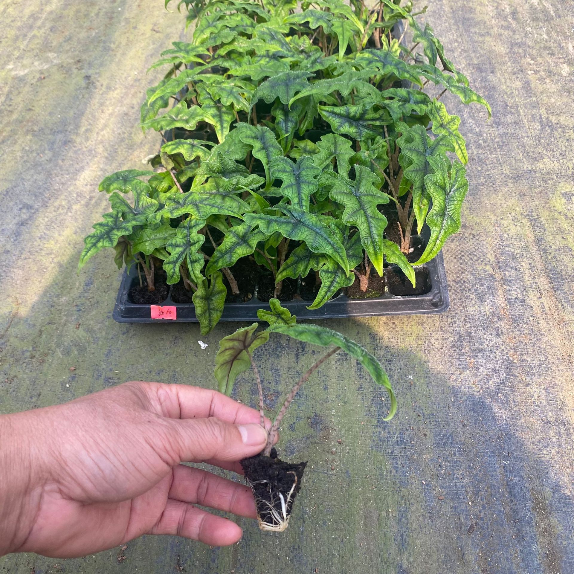 IMG_9878(20250402-155956)