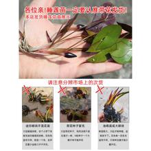 ΢��˯ɏˮ��ֲ�ﺣ��ܽ���������������Ի��ܶ�ؐ���o�N�ݳ��w��