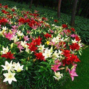 Dropshipping Four-Season Easy-To-Live Plant Bulbs, Florals, Perfumes, Lily Seeds, Outdoor Sowing and Blooming