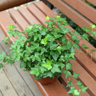 Phnom Penh Ivy Potted Hydroponic Flower Plant Indoor Hanging Spider Orchid Green Plant Easy to Maintain All Year Round Evergreen Greening Balcony