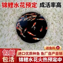 锦鲤水花鱼苗好养日本纯种进口红白大正昭和观赏鱼幼鱼包活淡水鱼