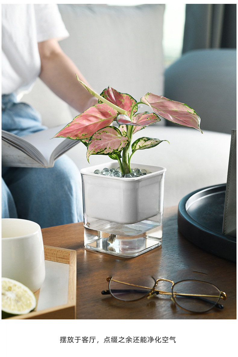 透明可视懒人绿萝自动吸水花盆花瓶方形大号塑料水培绿植养殖盆-