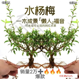 �G�~���쾰ˮ��ˮ��÷�҃ȾGֲˮ��ֲ������Ϙ�ˮꑸ�