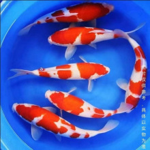 日本锦鲤活鱼观赏鱼红白大正三色好养纯种锦鲤黄金招财白金冷水鱼