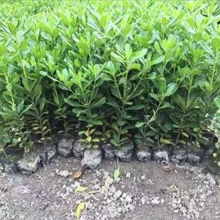 Mosquito Repellent, Evergreen Tree Saplings, Fragrant Greenery Saplings, Complete Collection of Green Hedges, Walls, Greening Outdoor Plants