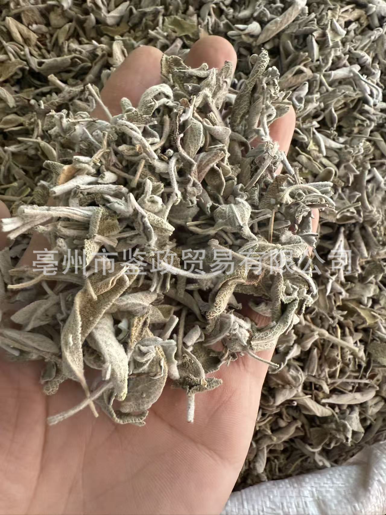 Dried Sage Leaves 500g Salvia officinalis Culinary Herb for Western Cooking and Herbal Tea quality and texture