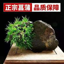 �������S�𼧽��X�F��̦����Ϙ��������N��ֲ��ˮ�฽ʯ�辰