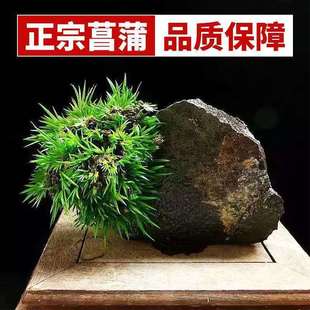 �������S�𼧽��X�F��̦����Ϙ��������N��ֲ��ˮ�฽ʯ�辰