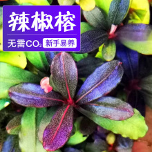 ������ˮ��ֲ��ˮ���~��ֵˮ�����F���`�{���`����װlɫ�~���쾰