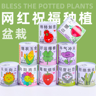 Magical Plant Office Green Plant Small Potted Indoor Mini Desktop Kidsren's Canned Flower Mood Stabilizing Blind Box