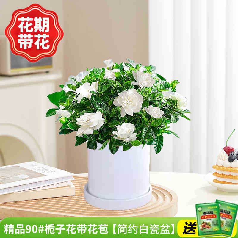 부티크 90#치자나무 개화기(간단한 백자 화분)에 영양액을 공급