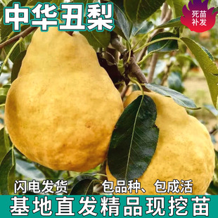 һ�����l ���A���������Ϸ������ļ��Nֲ�ش����������ͥԺ��