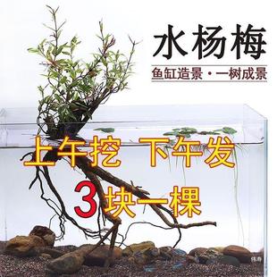 �G�~���쾰ˮ��ˮ��÷�҃ȾGֲˮ��ֲ��ֲ������Ϙ�ˮꑸ�