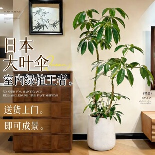 �¿��ձ����_���~��͏d���ԾW�t�p����Gֲ��ꎃ����՚�����׻�