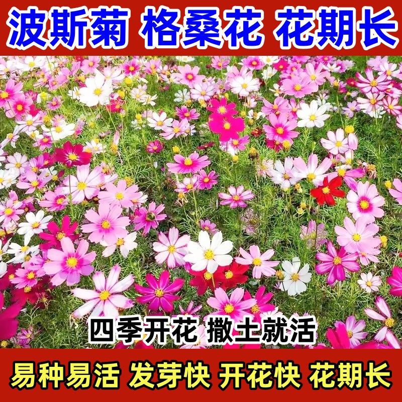 Cosmos Seeds, Gesang Flower Seeds, Bloom in All Seasons, Easy-To-Live Flower Seeds, Courtyard Outdoor Flower Wildflower Combination Seeds Cosmos Seeds, Gesang Flower Seeds, Bloom in All Seasons, Easy-To-Live Flower Seeds, Courtyard Outdoor Flower Wildflower Combination Seeds