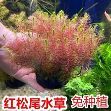 红松尾鱼缸造景水植物坨净化水质背景中前景矮淡水组合套餐