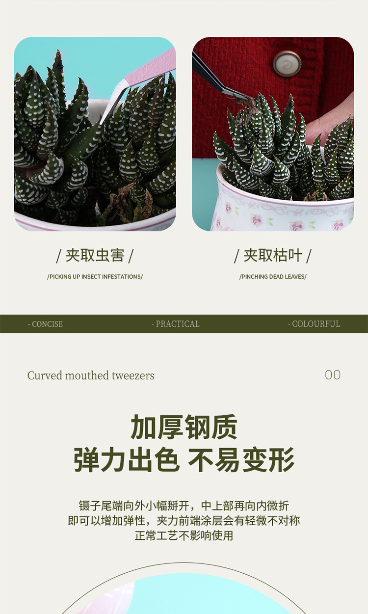 240202多肉镊子_11.jpg