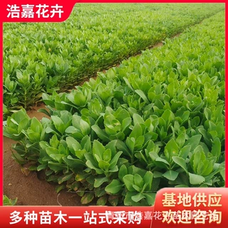 八宝景天杯苗花坛花境护坡地被工程绿化多年生宿根耐寒耐旱花苗