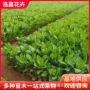 八宝耐寒绿化地被花境