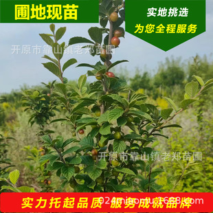 С���Ҙ���ɽ���Ҽҙ���ë���Җ|���|���������ҹ�ľ����޽Ӵuľ