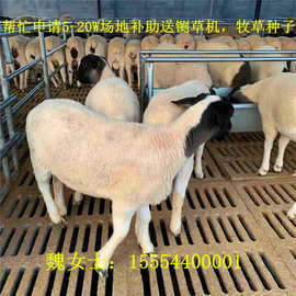 小尾寒羊种羊价格 杜泊绵羊小羊苗大量出售视频挑选一只可发货