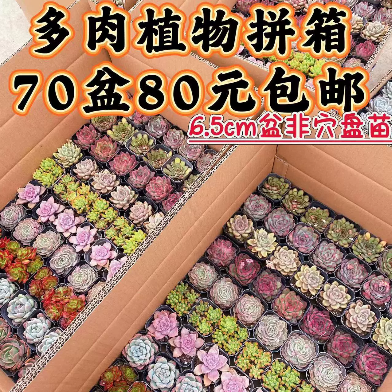 Суккуленты LCL, суккуленты в горшках, 70 горшков с цветами, оптом, бесплатная доставка, простота ухода, подарки, 6 см