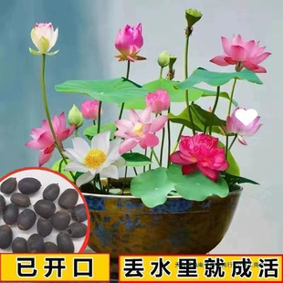 �߲���ɏˮ��ֲ��ɻ��������_���ļ��_���̨ͥԺ˯ɏ�ļ��Gֲ