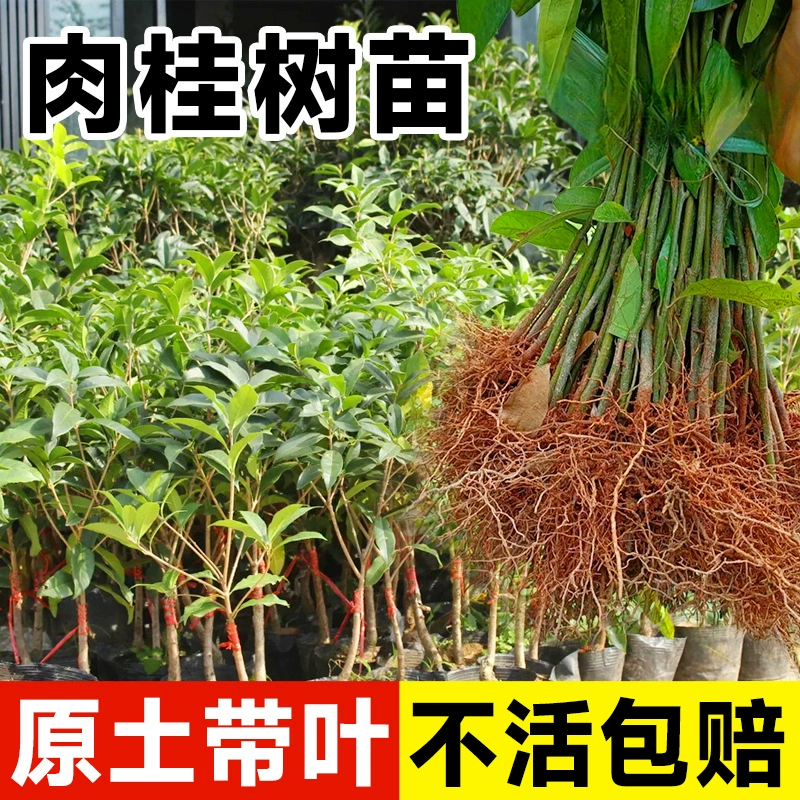 Саженцы корицы, съедобные саженцы корицы, ароматные листья, деревья корицы, китайские лекарственные растения, анис, приправы, фруктовые саженцы, посаженные на севере и юге.