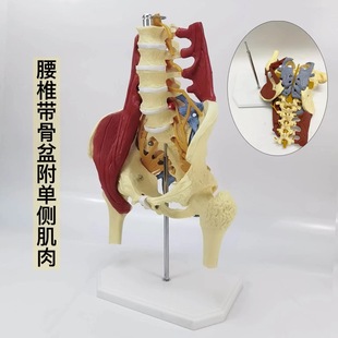 Human Lumbar spine with muscle pelvic model pelvic bone lumbar disc prominent maternal pelvic floor muscle repair demonstration sacrum
