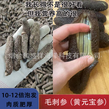 黄元宝海参 地中海毛刺参 黄毛刺干海参希腊土耳其黑海参