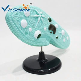 生物教学器材;医药教学器材;教学演示用品