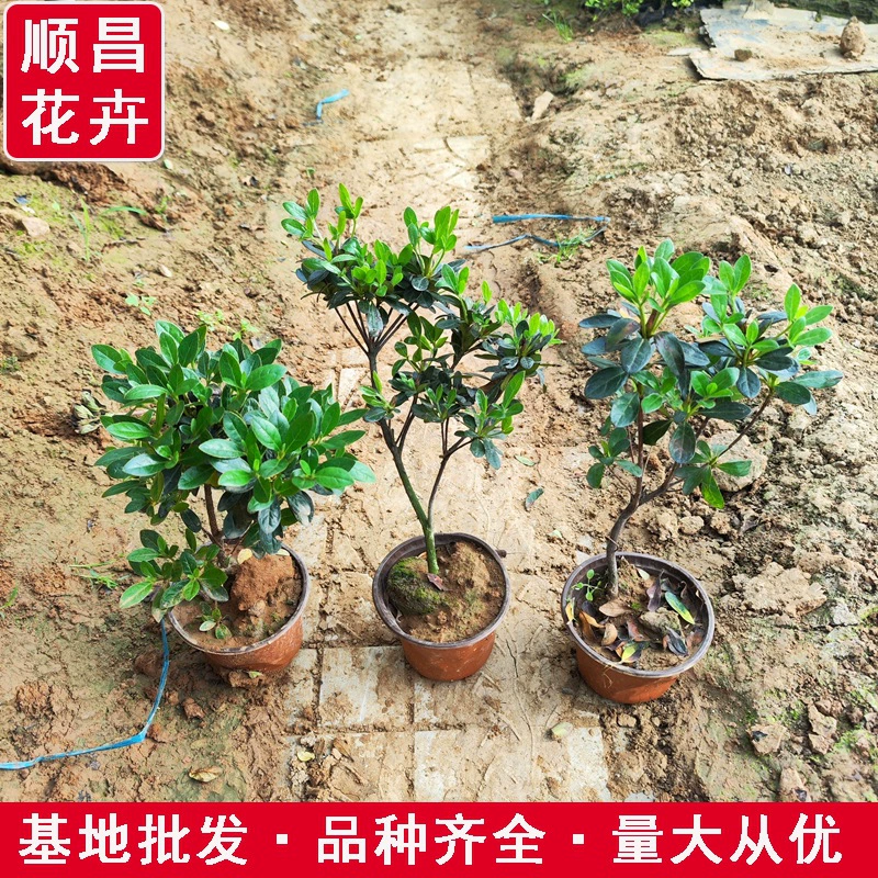 Шиян Рододендрон Мяо Парк Улица Озеленение Сад Двор Озеленение Тень Уличные деревья Шиян Рододендрон Горшечные растения