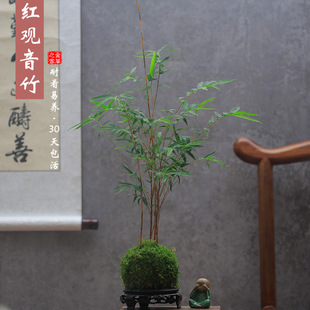 �t�^����̦��ˮ��t��̦�\��ֲ�����������k����ˮ�B�Gֲ�ļ�����