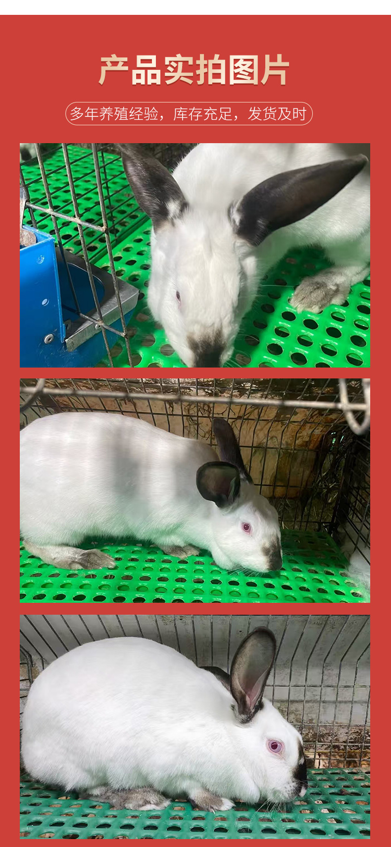伊拉兔详情_04.jpg