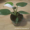 [Direct supply of the base] Jinhua White Princess Green Velvet INS indoor northern European net red and green potted flowers are rare