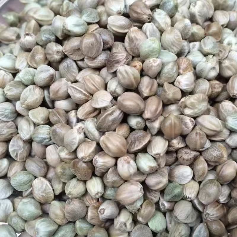 Huo Ma Ren Hemp Seed 500g Dried Huo Ma Zi Food Grade Raw Herb for Oil Pressing and Bird Feed in use