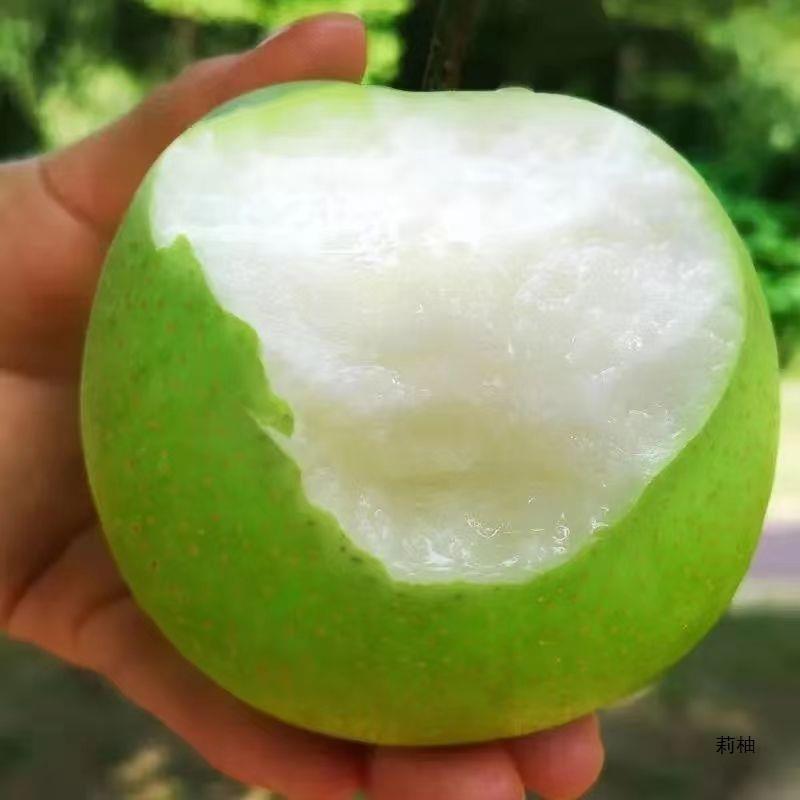 正宗砀山青梨当季水果新鲜梨子皇冠梨青皮梨雪梨酥梨脆甜美味多汁