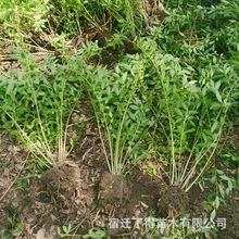 连翘树苗河道护坡铁路护坡苗花园庭院灌丛黄老虎树苗规格齐全连翘