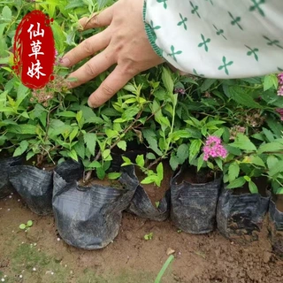 金焰绣线菊 花坛花境点缀 园林造型绿化 耐寒花卉 金山绣线菊