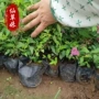 金山造型耐寒绿化花境